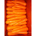 2015 New Crop Fresh Carrot (S grade and M grade)